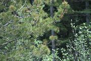 85 - Banff,Lake Louise,Morraine Lake  - IMG_0790